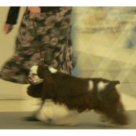 American Cocker Spaniel breeder in Oxford Georgia