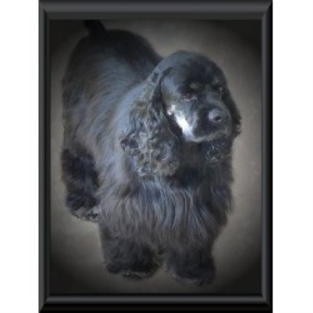 American Cocker Spaniel breeder in Georgia picture 2