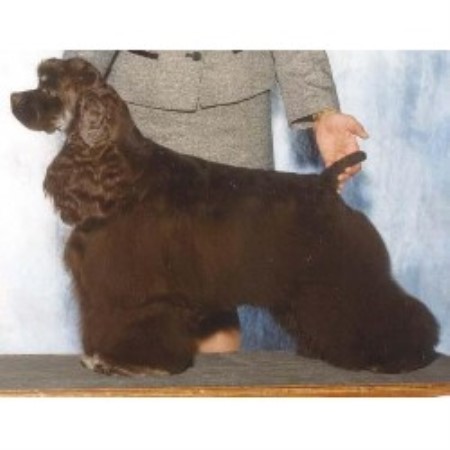 American Cocker Spaniel in Georgia