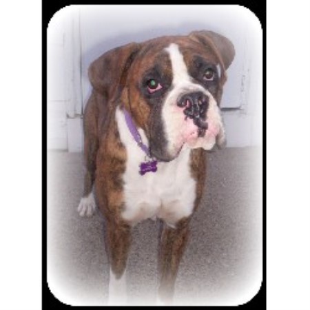 Boxer Breeder in Kahoka, Missouri