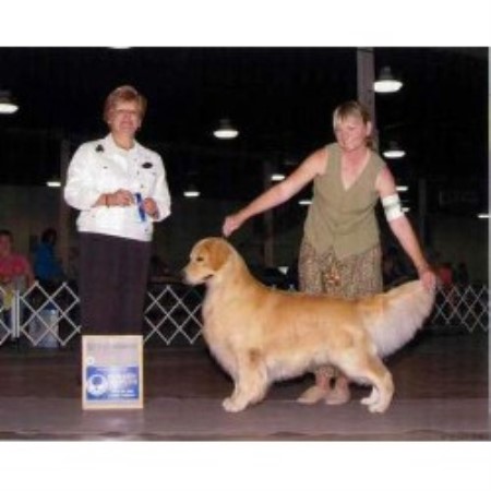 new hshire golden retriever breeders granite gold goldens golden retriever breeder in sutton new hshire new hshire golden retriever breeders granite gold goldens golden retriever breeder in sutton new hshire