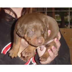 2 week old puppy