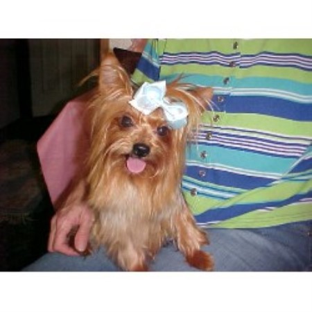 Yorkshire Terrier breeder in Keota Oklahoma