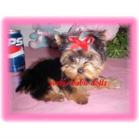 Yorkie in Oklahoma