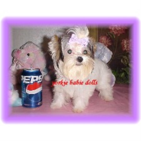 Yorkshire Terrier Breeder in Keota, Oklahoma