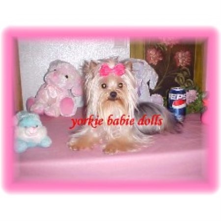 Yorkie breeder in Oklahoma picture 2