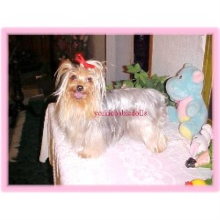 free puppies fort smith ar yorkie babie dolls terrier breeder in fort smith arkansas free puppies fort smith ar yorkie babie dolls terrier breeder in fort smith arkansas