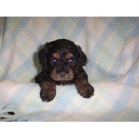 Cockapoo breeder in Wisconsin picture 2