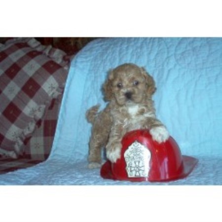 Cockapoo breeder in Cedarburg Wisconsin