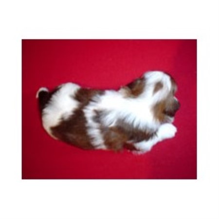 Shih Tzu in Pennsylvania