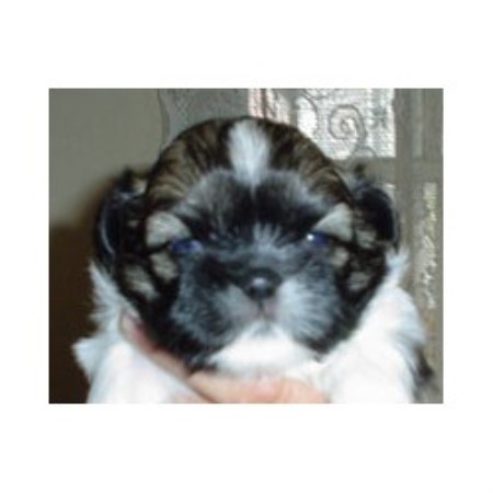 Shih+tzu+puppies+for+adoption+in+pa