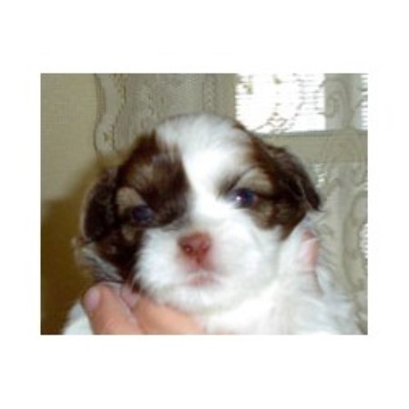 Shih Tzu breeder in Pennsylvania picture 2