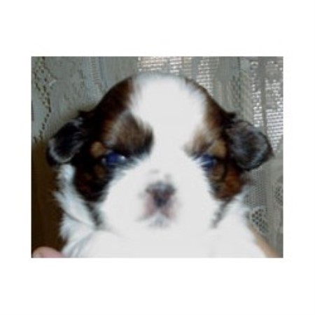 Shih Tzu in Pennsylvania picture 2