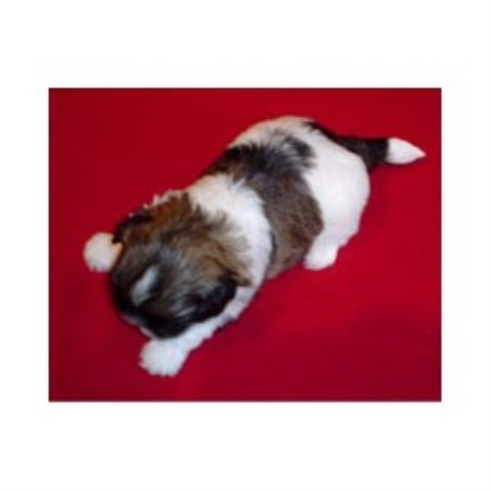 Shih Tzu breeder in Mansfield Pennsylvania