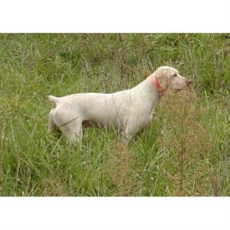 Braque Du Bourbannais breeder in Lincoln Nebraska