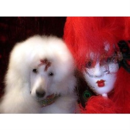 Poodle Standard breeder in Suffolk Virginia