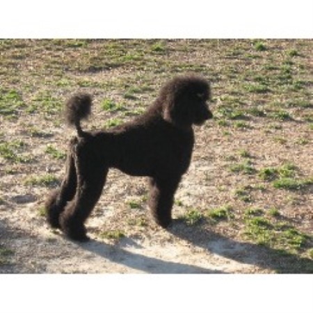 Poodle Standard in Virginia