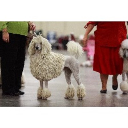 Poodle Standard breeder in Virginia picture 2