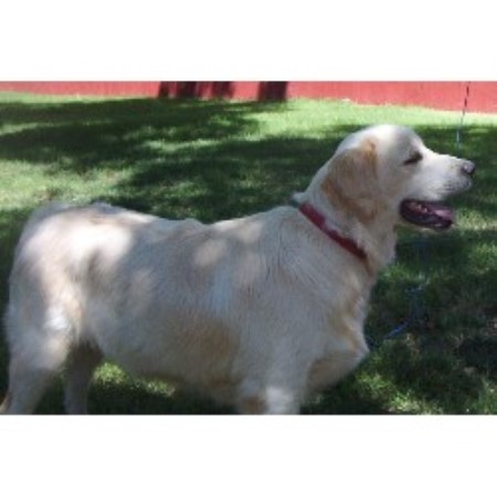 Golden Retriever in California