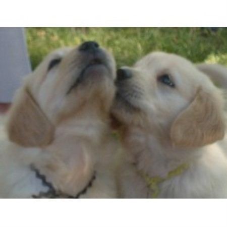 Golden Retriever Breeder in Elverta, California