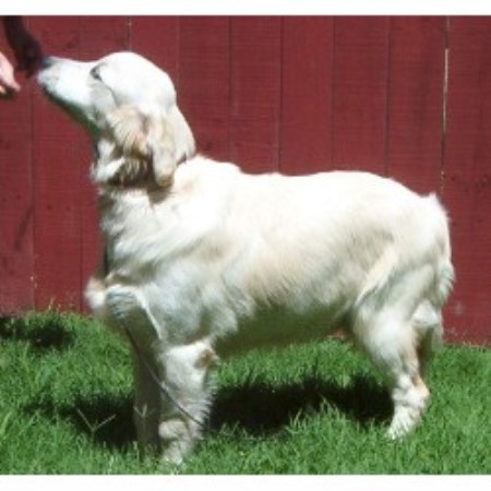 Golden Retriever breeder in California picture 2