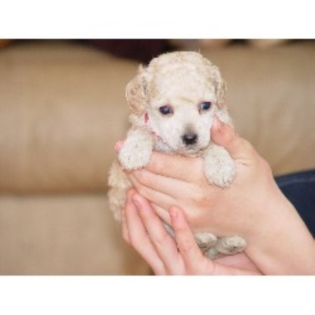 Poodle Toy breeder in Des Moines Iowa