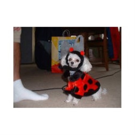Poodle Toy Breeder in Des Moines, Iowa