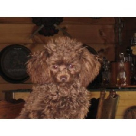 Poodle Toy breeder in Iowa picture 2