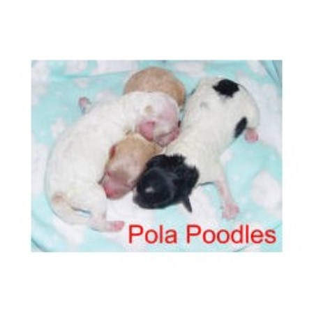 Poodle Toy in Iowa