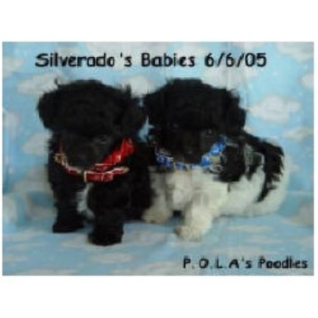 Poodle Toy in Iowa picture 2