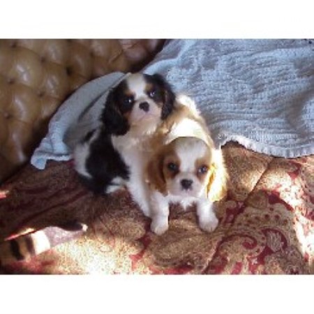 Cavalier King Charles Spaniel breeder in California picture 2