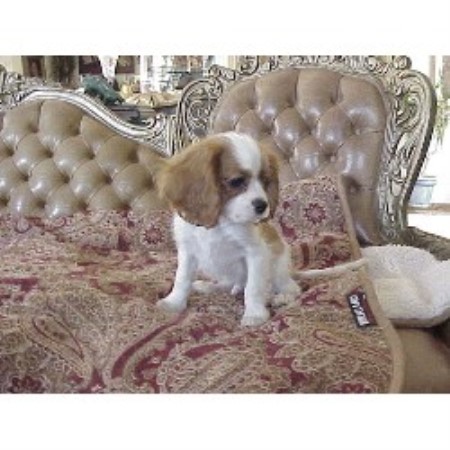 Cavalier King Charles Spaniel breeder in Temecula California