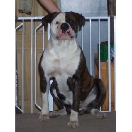 American Bulldog breeder in New Jersey picture 2