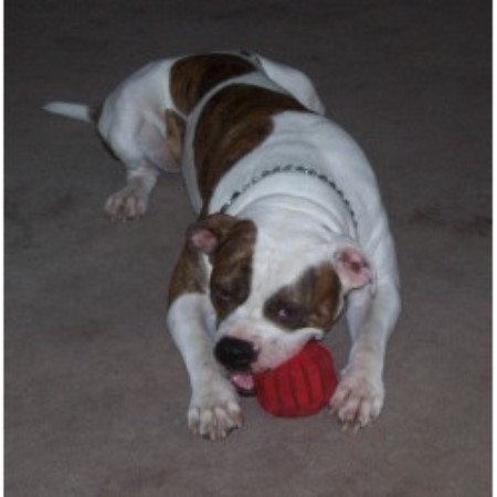 breeders in nj american bulldog breeder in new jersey breeds picture breeders in nj american bulldog breeder in new jersey breeds picture