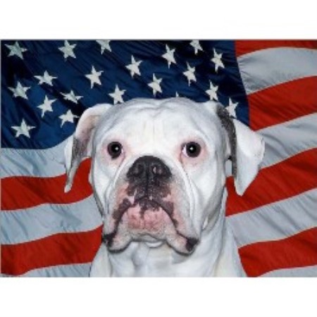 American Bulldog breeder in Tabernacle New Jersey