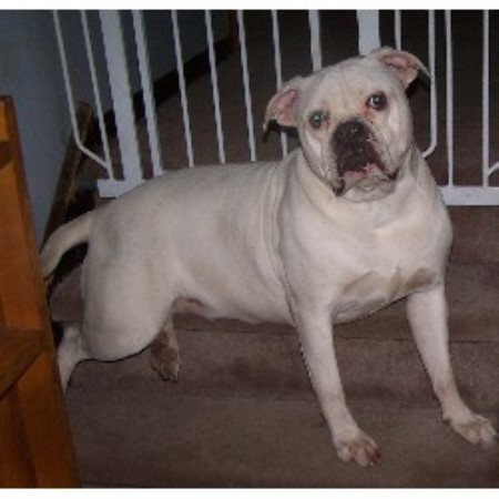 American Bulldog in New Jersey