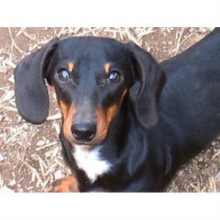 Doxie in Virginia