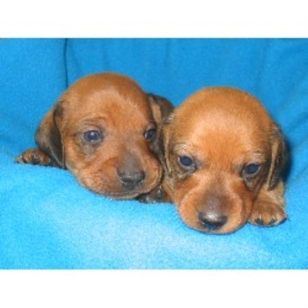 Dachshund breeder in Winchester Virginia
