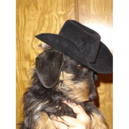 Doxie breeder in Virginia picture 2
