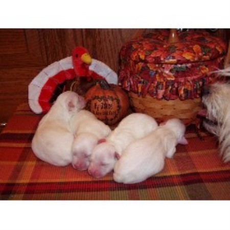 Coton De Tulear Breeder in State College, Pennsylvania
