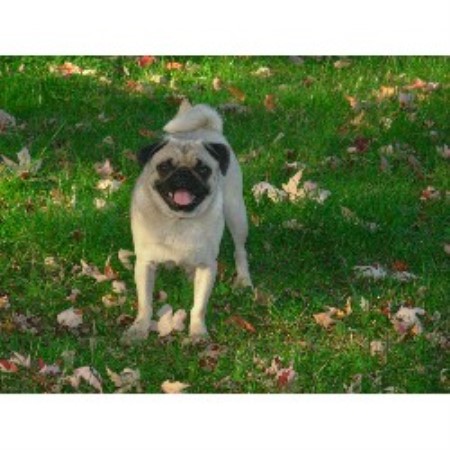 Pug breeder in Elkton Oregon