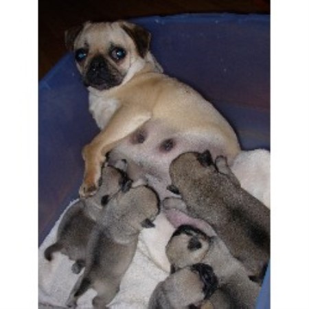 oregon pug breeders timber ranch pug breeder in elkton oregon listing id 9550 oregon pug breeders timber ranch pug breeder in elkton oregon listing id 9550