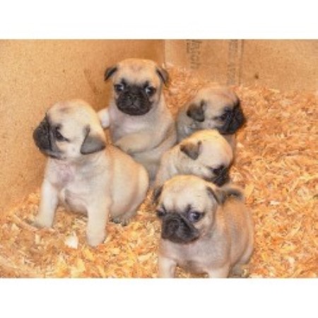 aj pug ranch timber ranch pug breeder in elkton oregon aj pug ranch timber ranch pug breeder in elkton oregon