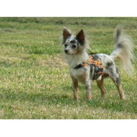 Chihuahua Breeders in South Carolina | FreeDogListings Chihuahua Breeders in South Carolina | FreeDogListings