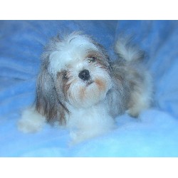 Shih Tzu in Louisiana