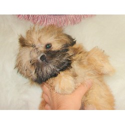 Shih Tzu breeder in Louisiana picture 2