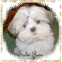 Shih Tzu in Louisiana picture 2