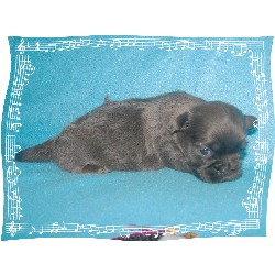 shih tzu puppies for sale in baton shih tzu puppies for sale in louisiana shih tzu puppies for sale in baton shih tzu puppies for sale in louisiana