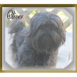Shih Tzu breeder in Gibson Louisiana