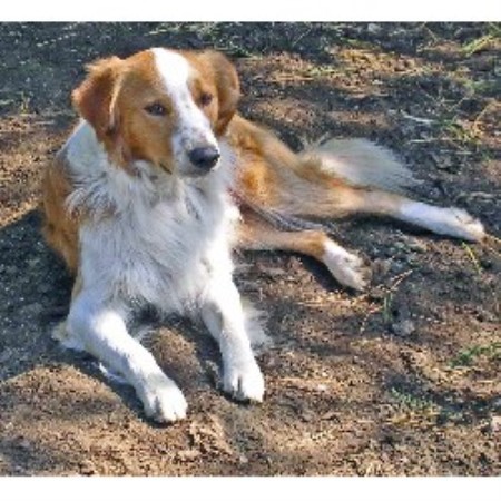 English Shepherd breeder in New York picture 2